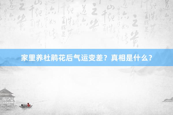 家里养杜鹃花后气运变差？真相是什么？